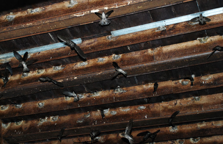 parfum walet murah Ngawi