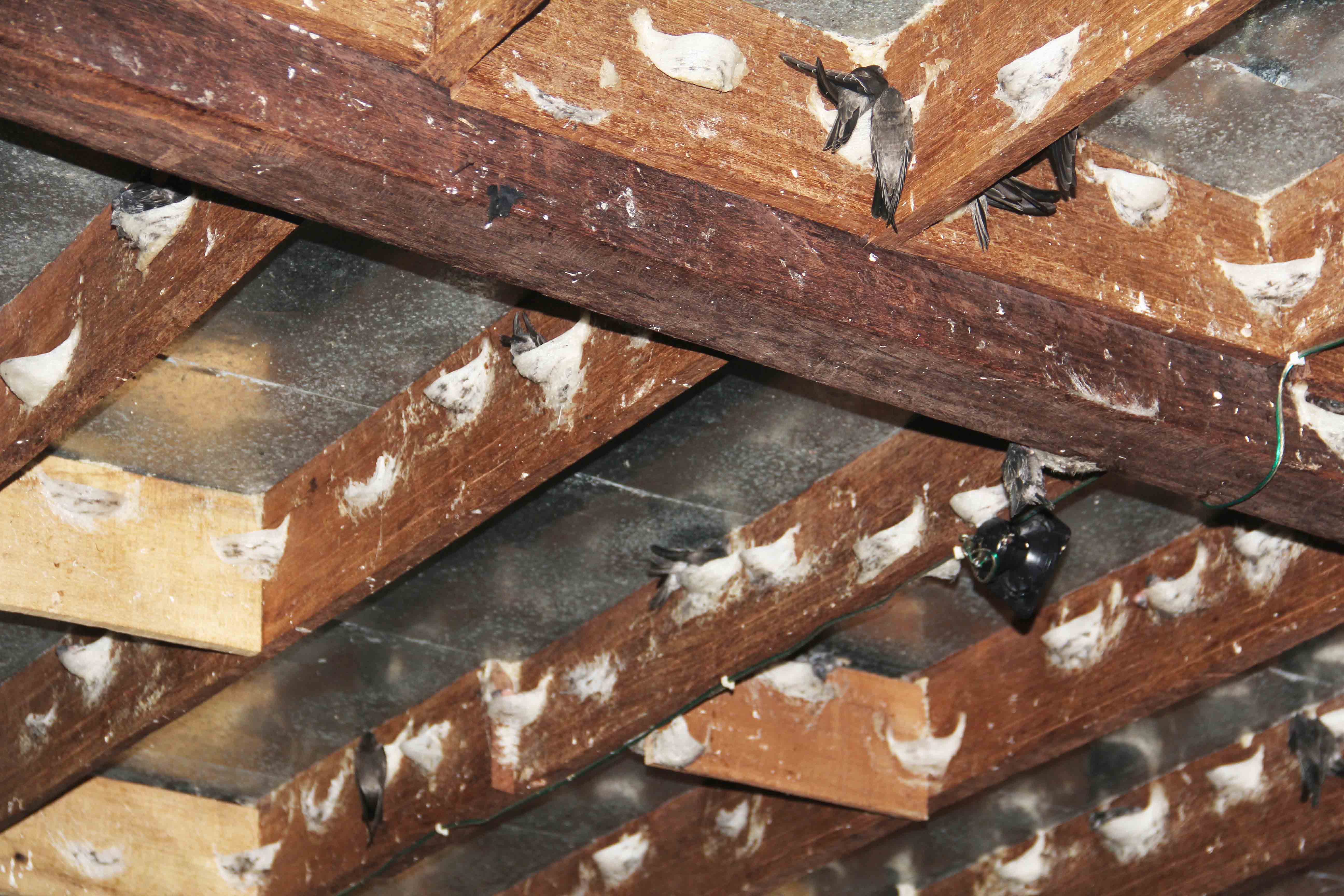 jual parfum walet Parepare