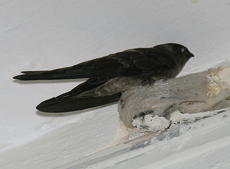 parfum pemikat walet Parepare