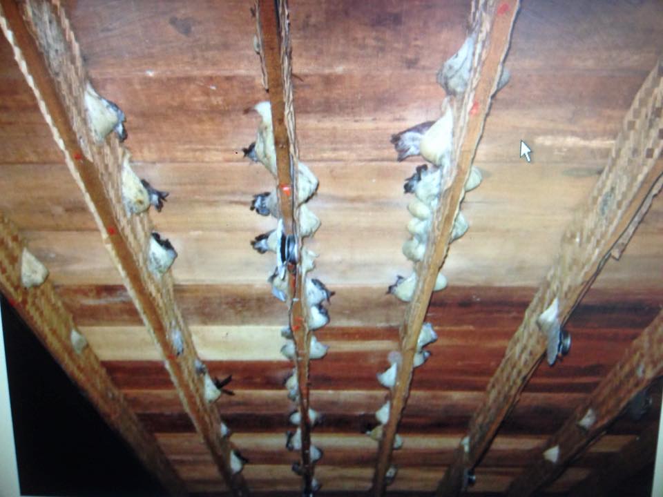 distributor parfum walet Gresik