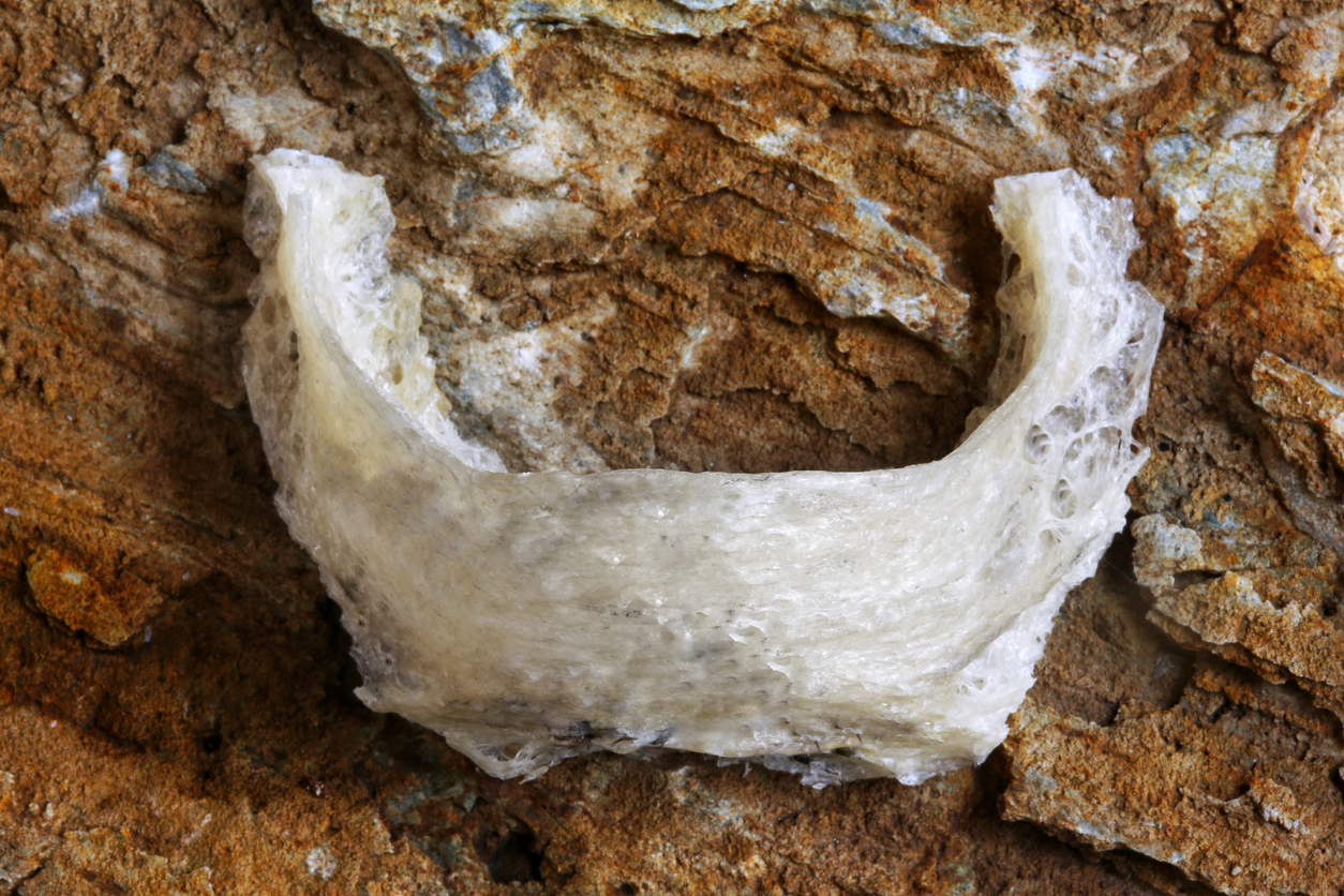 distributor parfum walet Palopo